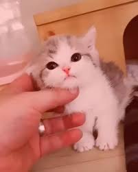 evcil hayvan bakimi 2020 tuysuz kedi 2020 beyaz kedi evcil hayvan kedi evcil hayvan bakimi evcil hayvanlar