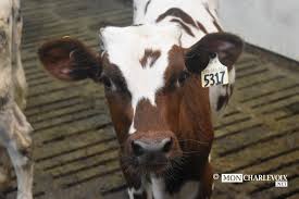 Le gouvernement met constamment la charrue devant les boeufs. Jean Robert Audet Le Resilient Mon Charlevoix