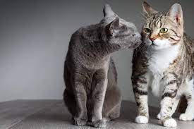 Use a fishing rod type toy to play with the cats at the same time. How To Help Cats Get Along All About Cats