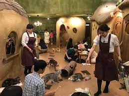 View the opening hours and reviews of all the nearest coffeeshops below or on the map. The Best Cat Cafes In Tokyo The Neighbor S Cat