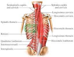 A strain can be an injury to a tendon attachment from muscle to bone. Pin On Muscular Bone