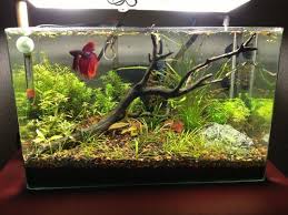 Nice 25 Cool Betta Fish Tank Ideas That Will Inspire You Https Meowlogy Com 2017 10 13 25 Cool Betta Fish Tank Idea Betta Fish Tank Betta Aquarium Betta Tank