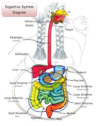 Digestive System Lab_20