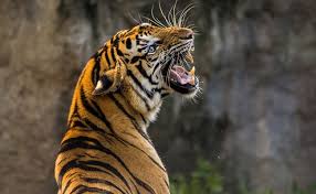 +380 (67) 361 30 03 телефонуйте прямо зараз! Cattle Grazier Arrested For Poisoning Killing Tigress And 3 Cubs In Maharashtra