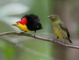Bird On A Wire Movie Vancouver Male Wire Tailed Manakin Pipra Filicauda Displays For A Female Photo In Brazil By Anselmo D Affonseca Beautiful Birds Animals Beautiful Pet Birds