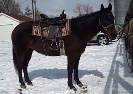 640 Horses For Sale Ideas In 2021 Horses For Sale Horses Equines