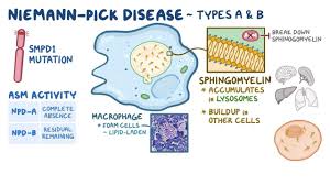 To date, the disease is incurable, and no drugs approved by the food and drug administration are available to treat it. Niemann Pick Disease Types A And B Nord Video Explanation Osmosis
