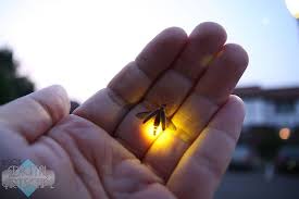 Hand Held Lightning My Childhood Memories Memories Catching Fireflies