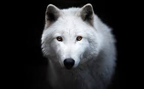 White wolf wallpaper hd black wolf. White Wolf Lup Black Wolf White Animal Hd Wallpaper Peakpx