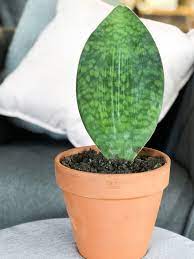 Free delivery and returns on ebay plus items for plus members. Sansevieria Masoniana Whale Fin Snake Plant Fig Willow Au