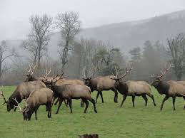 Roosevelt elk (cervus elaphus roosevelti) species profile. Roosevelt Elk Redwood National And State Parks U S National Park Service