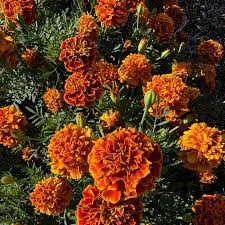 Image result for Tagetes patula