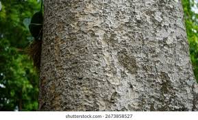 Image result for Khaya anthotheca