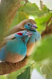 Small Bird With Red Cheeks And You Whisper You Love Me Animals Pet Birds Animals Beautiful
