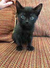 Find great deals on ebay for kittens for adoption. Cats Kittens Are Still Coming In Hand Over Animal Shelter Services Wags Pet Adoption In Westminster Ca
