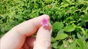 Image result for Jasminum beesianum