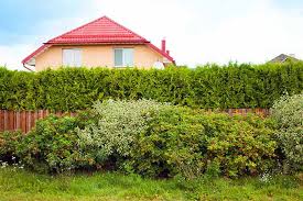 For hedges, it is best to dig a straight trench when planting bare root shrubs. The Best Shrubs For Creating Hedges Gardener S Path
