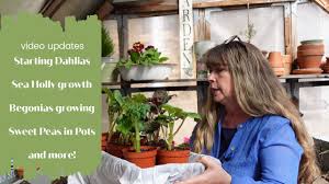 How to easily prune your christmas and thanksgiving cactus plants. Kw1pnjtb 50qrm