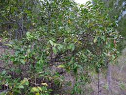 Image result for Aphloia theiformis