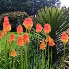 Image result for Kniphofia princeae