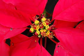 Play close attention to the following tips: How To Care For Poinsettia Indiana Yard And Garden Purdue Consumer Horticulturepurdue University Indiana Yard And Garden Purdue Consumer Horticulture