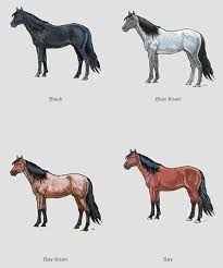 wild horse body color and markings chart for identification