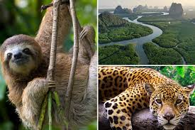 Where is the Amazon rainforest, how ...