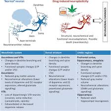 The place where an axon meets up with another neuron is called a synapse. Aberrant Brain Neuroplasticity And Function In Drug Addiction A Focus On Learning Related Brain Regions Intechopen