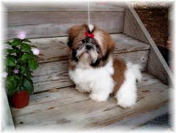 Shih Tzu Puppies For Sale In Ga Al Fl Tn Nc Sc For Sale By Breeders Shih Tzu Puppy Shih Tzu Shih Tzu Puppy Training