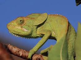 Image result for Stereochlaena cameronii