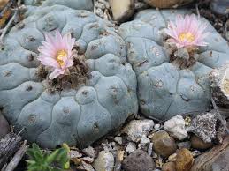 Peyote Crisis - Cactus Conservation Institute