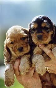 Puppy Jamesaziegler Com Puppies Cocker Spaniel Breeds Dachshund Dog