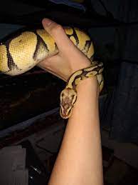 Depending on where you live. The Humidity In My Ball Pythons Enclosure Keeps Dropping To 30 Does Anyone Know How To Fix Help This Reptiles