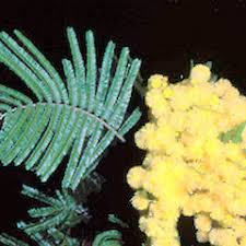 Image result for Acacia mearnsii