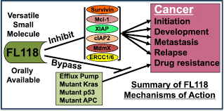 Industry says it costs about $2.7 billion to bring a cancer drug to market. Cancer Therapeutics Using Survivin Birc5 As A Target What Can We Do After Over Two Decades Of Study Journal Of Experimental Clinical Cancer Research Full Text