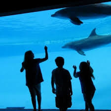 Texas State Aquarium Corpus Christi Tx Places To Go Corpus Christi Corpus Christi Tx