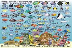 florida keys reef map florida keys reef creatures road and