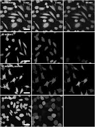 What term describes a plant cell in a hypotonic solution. Frontiers Cell Volume Changes And Membrane Ruptures Induced By Hypotonic Electrolyte And Sugar Solutions Physiology