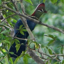 Image result for Turraea fischeri