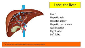 14 minutes the liver is the largest internal organ of the human body, weighing approximately 1.5 kg. D 3 Functions Of The Liver Ppt Download