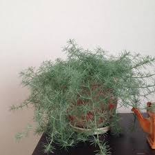 ロータス コットン キャンディ 地 植え