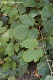Image result for Rhoicissus tomentosa