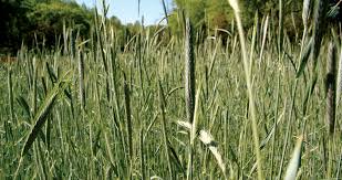 As shown in table 2 corn will be a cheaper source of energy than oats when corn is priced at $4.00/bu and oats are more than $1.85/bu. Cereal Rye For Deer Nda