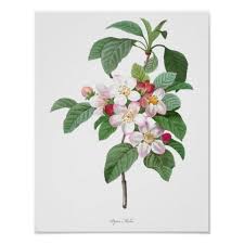 Highest Quality Botanical Print Of Apple Blossom Zazzle Com Botanical Prints Botanical Illustration Vintage Apple Blossom