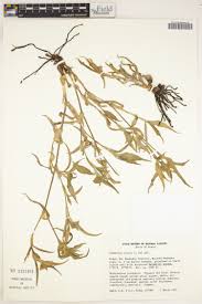 Image result for Commelina albescens