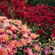 Add compost or other organic material to your soil when you plant to give your mum the best shot at being a strong, healthy plant. How To Care For Mums In Spring Dengarden
