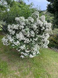 Image result for Pavetta uniflora