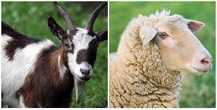 Sheep goat grass kambing biri biri stock photo edit now 1520382272. Pedang Merah A Journey To Jannah Beza Daging Kambing Dan Biri