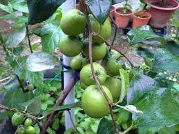 Pokok hijau channel 935 views5 months ago. Pokok Apple Bidara Malaysia Online Plant Nursery