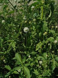 Image result for Dipsacus pinnatifidus